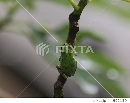梅雨の雨と雨蛙 4992139