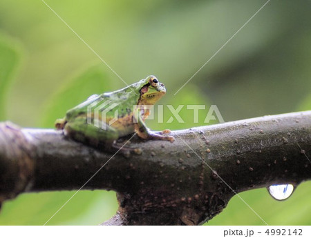 梅雨の雨と雨蛙 4992142