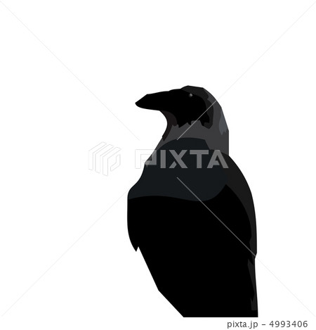 Realistic illustraton of black raven 4993406