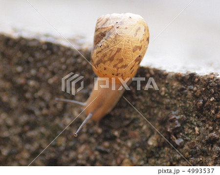 梅雨のカタツムリ 4993537