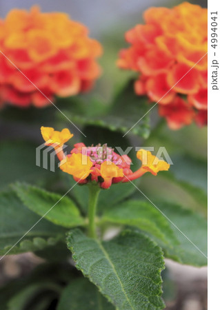 ランタナ 4994041