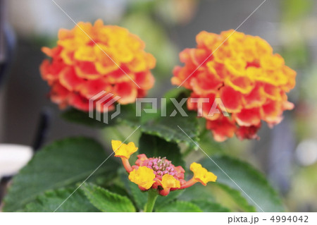 ランタナ ランタナ 4994042