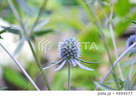 エリンジューム　プラナムの花 4994077