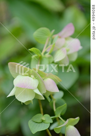 オレガノケントビューティー 4994088