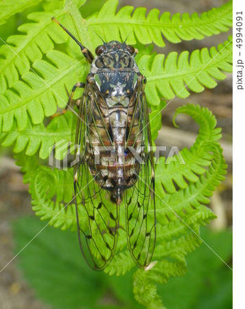 エゾハルゼミ 4994091