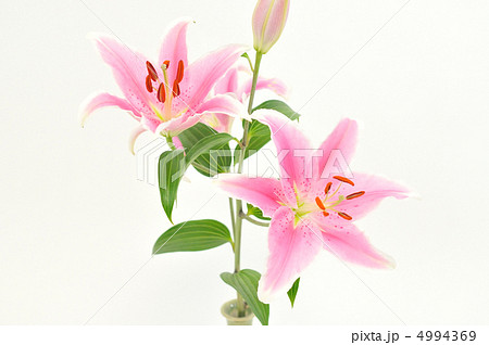 ゆりの花。 4994369