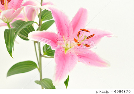 ゆりの花。 4994370