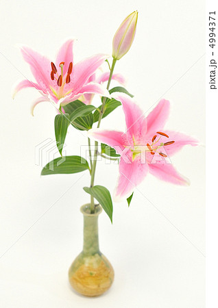 ゆりの花。 4994371