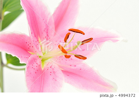 ゆりの花。 4994372