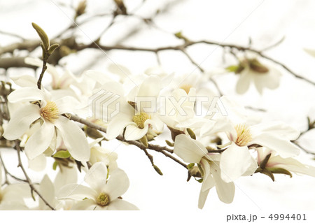 春を告げる 4994401