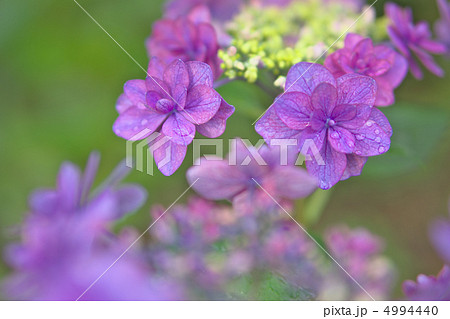 額紫陽花・幸手権現堂堤 4994440