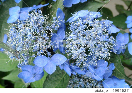 姫紫陽花 ヒメアジサイ 七変化 花言葉 移り気 Hydrangea Serrataの写真素材