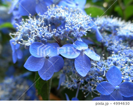 姫紫陽花 ヒメアジサイ 七変化 花言葉 移り気 Hydrangea Serrataの写真素材
