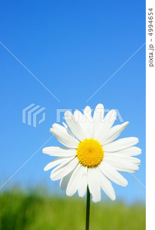 マーガレット マーガレット 4994654