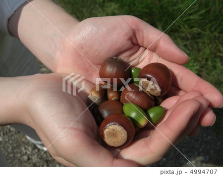 木の実 木の実 4994707