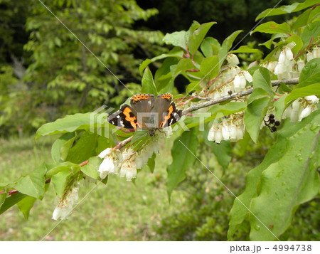昭和の森の６月の花白い鈴生りのネジキの花とアカタテハ 4994738