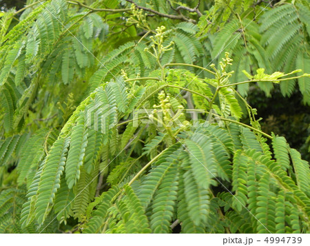 もう直ぐピンクの繊細な花を咲かすネムノキの蕾 4994739