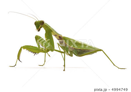 カマキリ 4994749