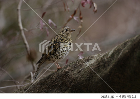 トラツグミ 4994913