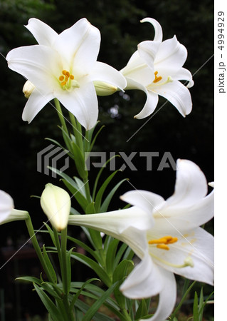 鉄砲百合 4994929