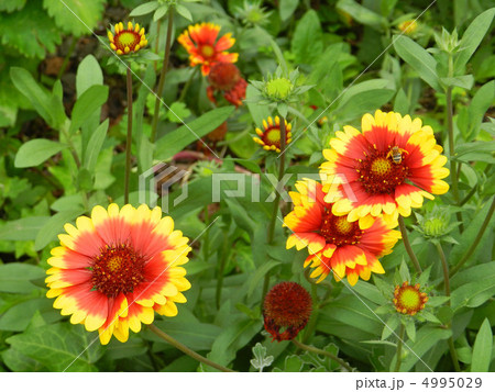 テンニンギク(天人菊) テンニンギク(天人菊) 4995029