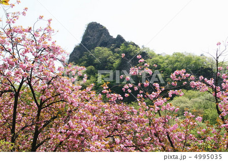 八重桜 4995035