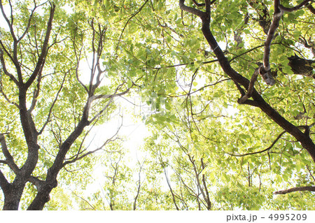 新緑 4995209