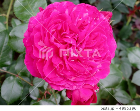 レッドレオナルドダビンチ 4995396