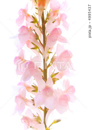 Linalia Pulprea Stock Photo Linalia Pulprea Stock Photo