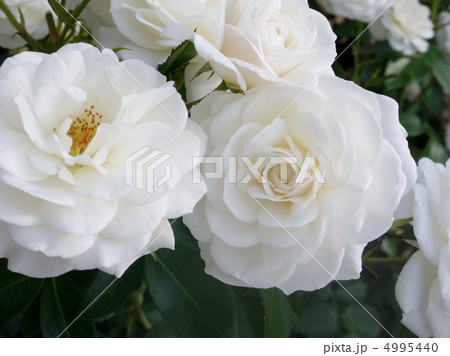 ファビュラス 4995440