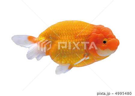 品評会に出されたランチュウ【切り抜き】 4995480