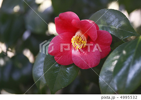 ヤブツバキ 4995532