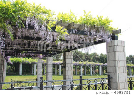 藤の棚。 藤の棚。 4995731