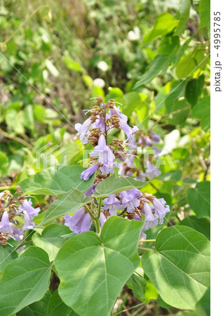 桐の花 桐の花 4995785