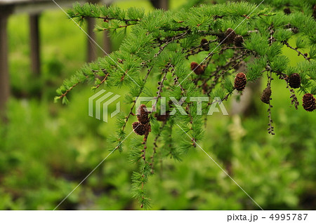 カラマツの新緑と松かさ カラマツの新緑と松かさ 4995787