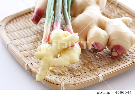 葉生姜と生姜 4996044