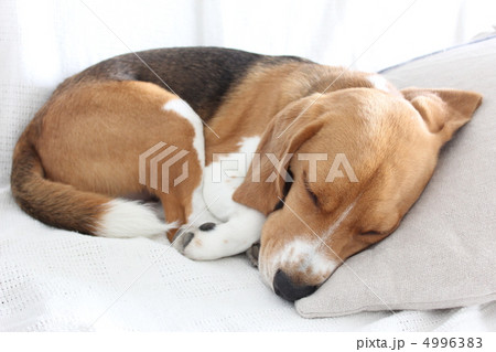 お昼寝 4996383