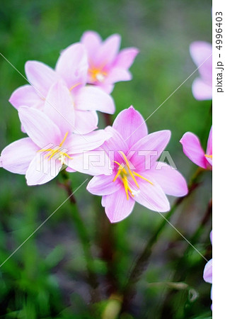 寄り添い 4996403