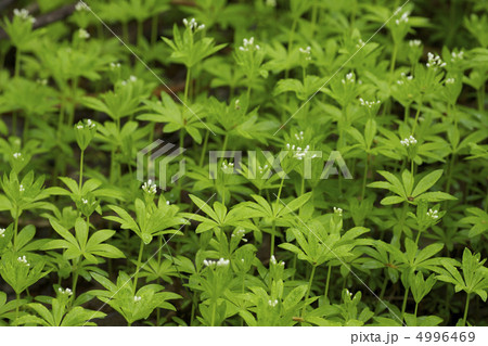 二輪草 二輪草 4996469