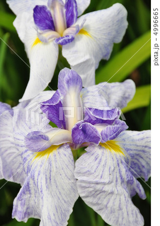 ハナショウブ 4996665