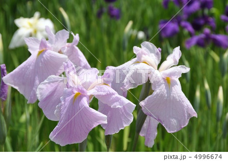 ハナショウブ ハナショウブ 4996674