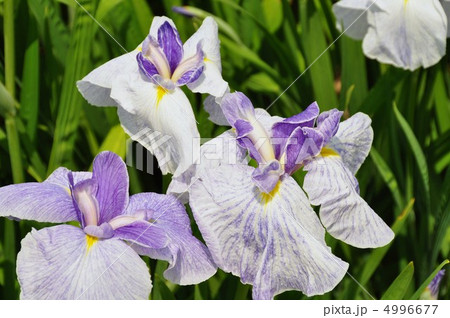 ハナショウブ ハナショウブ 4996677