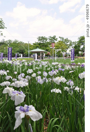 花しょうぶ園 4996679