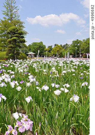 花しょうぶ園 花しょうぶ園 4996682