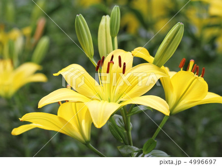 透かし百合のモナ 4996697