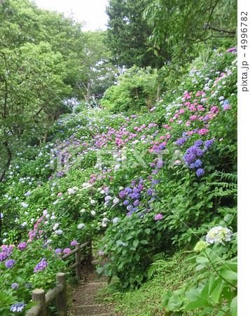 伊豆の下田公園のあじさい(静岡県下田市) 伊豆の下田公園のあじさい(静岡県下田市) 4996782