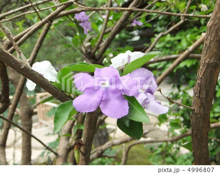 匂番茉莉 4996807