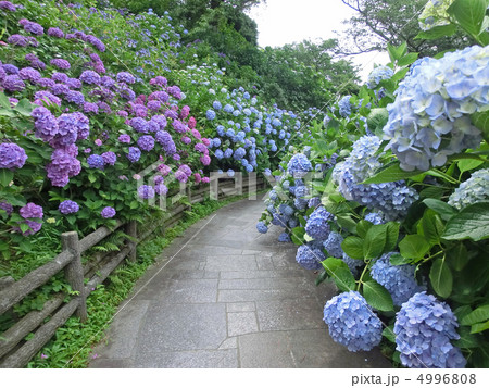 伊豆の下田公園のあじさい（静岡県下田市） 4996808