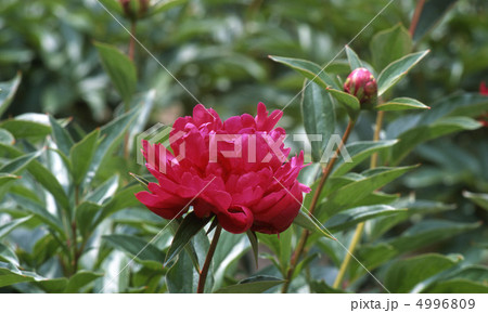 春の京都北山 4996809