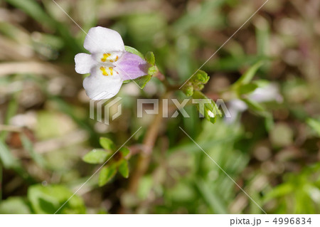 トキワハゼの花 トキワハゼの花 4996834